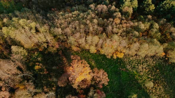 Autumn forest seen from above