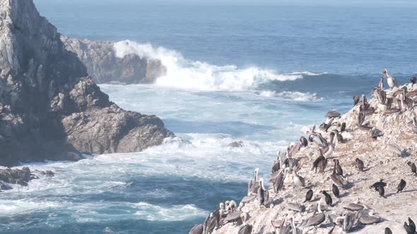 Pelicans Flock Rocky Cliff Island Ocean Point Lobos California