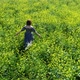 Top View of Woman Walking Through a Wild Meadow - VideoHive Item for Sale