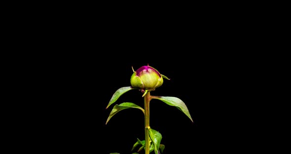 Timelapse of Pink Peony Flower Blooming on Black Background. Blooming Peony Flower Open, Close-up