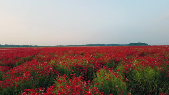 Poppy Field at Sunrise Many Red Flowers