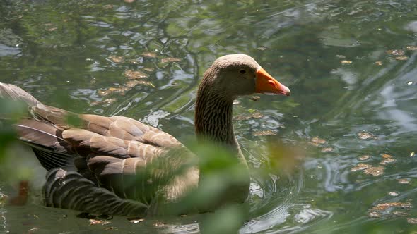 Tracking shot of wild goose swimming in natural water pond during sunny day,close up