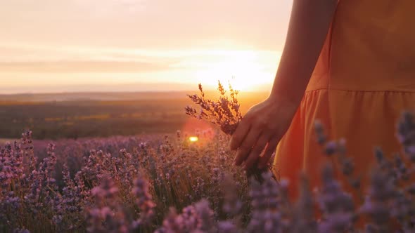 Blurred Beautiful Lavender Field at Sunset Slow Motion