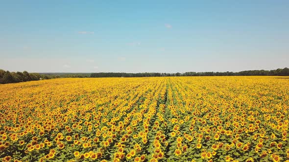 Sunflower: Aerial view of colored plantation of sunflowers. Countryside view.