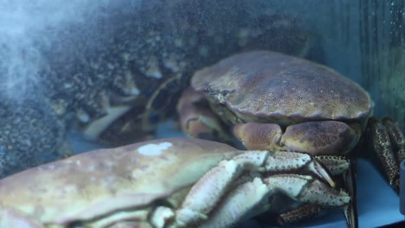 Large Crabs In Aquarium