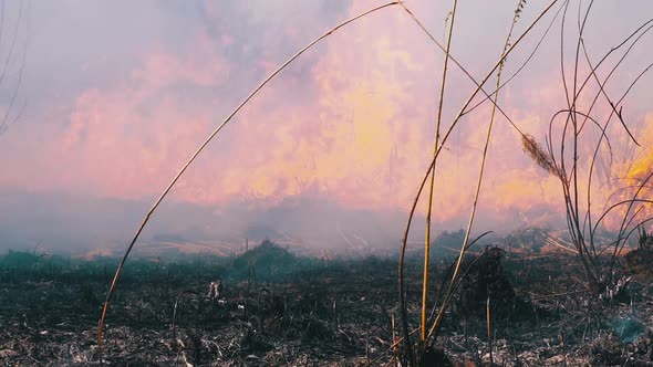 Fire in the Forest. Flame From Burning Dry Grass, Trees and Reeds. Slow Motion