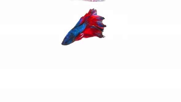 Siamese fighting fish (Betta splendens)