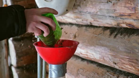 A Man Blows Nuts From Small Debris Using DIY Device to Extract Cedar Nuts From Siberian Pine Cones