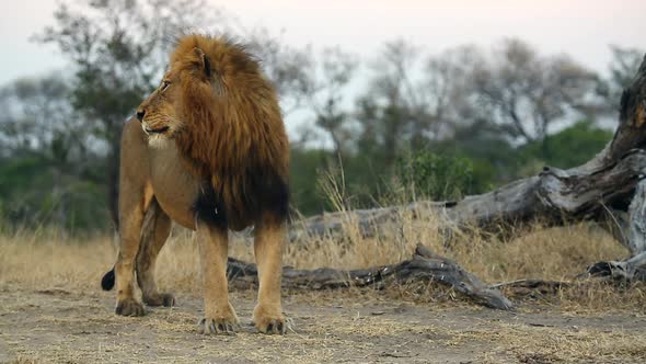 Male Lion Looking Around and Walking Out of Shot, Kruger National Park