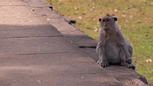 Monkey Looking Around While Sat on the Edge of Some Rocks at Angkor Wat