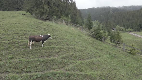 A Cow in the Mountains