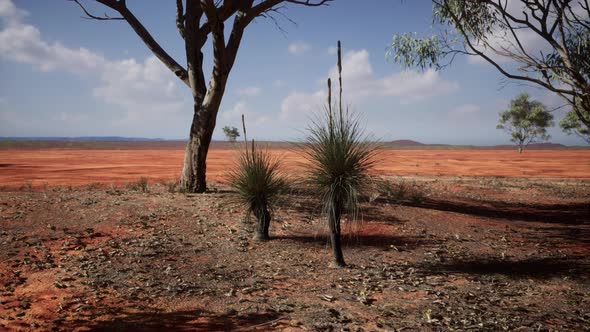 Beautiful Landscape with Tree in Africa