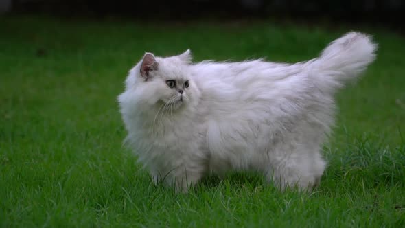 Cute Persian Cat Shakes A Head In The Park