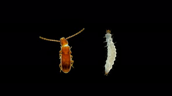 Larva and Beetle Pest Cryptolestes Sp