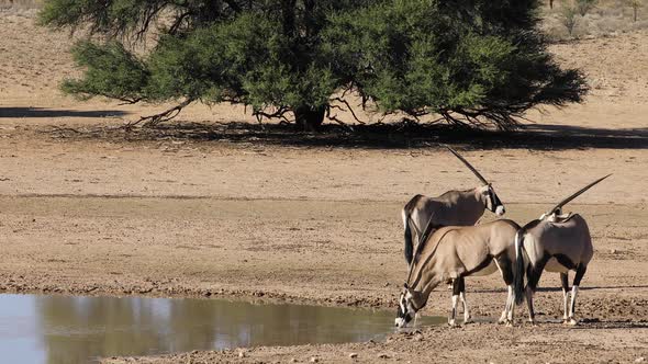 Gemsbok Antelopes Drinking Water