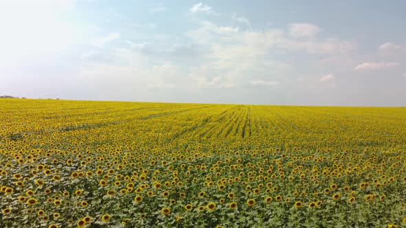 Top View of a Field with a Sunflower