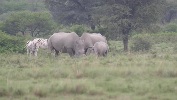 Rhino family at Khama Rhino Sanctuary 