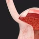 Human Stomach Anatomy - Swallowing and Digestion - VideoHive Item for Sale