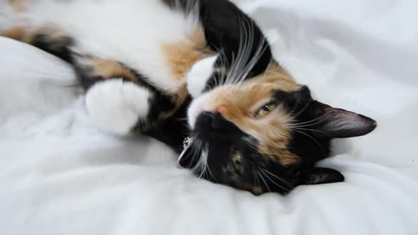 Cat laying on a white blanket