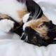 Cat laying on a white blanket - VideoHive Item for Sale