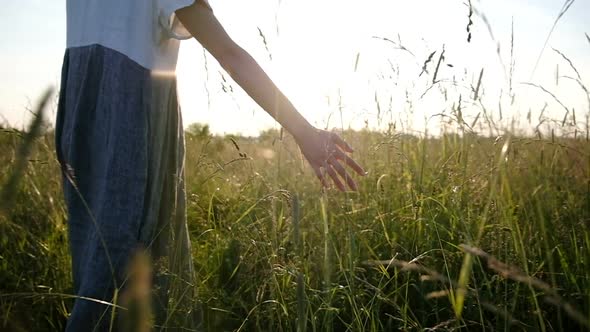 A Woman's Hand Spends Through Dry High Grass in Summer in a Field at Sunset, Slow Motion