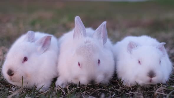 Group of Little White Rabbits in the Sunlight