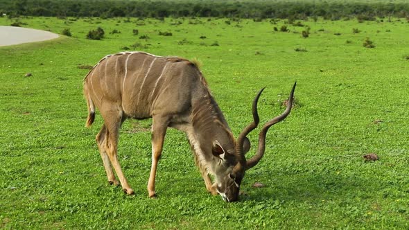 Greater kudu bull grazing in grassland, South Africa, close up static
