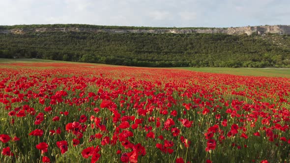 Aerial View on Large Field of Red Poppies and Green Grass at Sunset