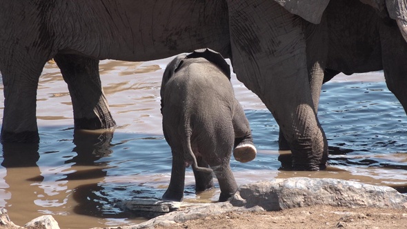 A herd of African elephants drink from a waterhole at dusk in Etosha National Park, Namibia, Africa.