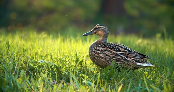 Duck girl close-up on a green lawn leaves the frame