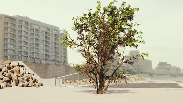 Empty Beach Car Park Spaces Covered in Asphalt