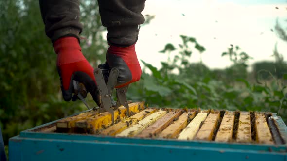 The Beekeeper Uses Tongs to Take Out a Frame with Honeycombs From the Hive