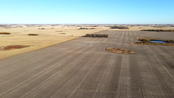 Flock of birds soaring in union over farmland in Canada, North America. Aerial 4k footage from high