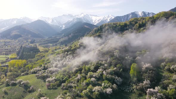 Aerial View of Blooming Apple Garden in the Mountains in Kazakhstan