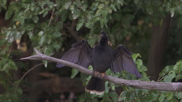 A male snakebird, anhinga anhinga perched on a tree branch with wings spread to absorb heat and pree