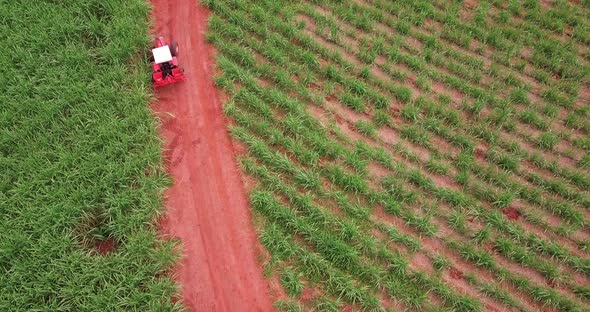 Tractor on dirt road entering sugarcane plantation for spraying against plagues and pests. Aerial vi