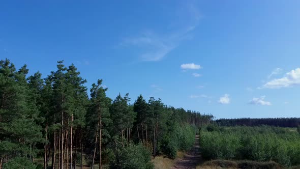 Green Trees Shaking in the Wind on a Sunny Summer Day. The Picturesque Nature of Russia