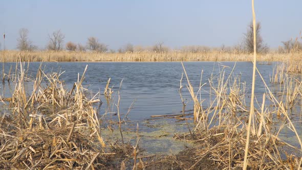 Panorama Dry Cane Reeds Marsh Grass on a Lake with Blue Water in Early Spring