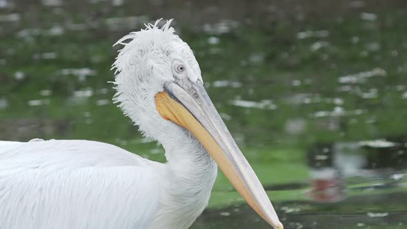 Close Up Portrait of Dalmatian Pelican, Pelecanus Crispus, Staring in Camera. Big Freshwater Bird.