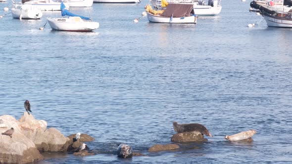 Wild Spotted Fur Seal Sleep on Rock Pacific Harbor Sea Lion Resting