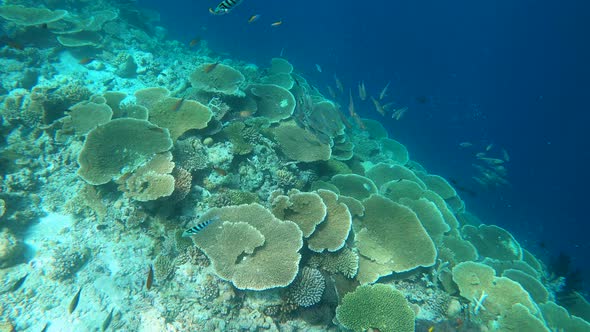 Swimming Next to a Table Coral Reef in Maldives