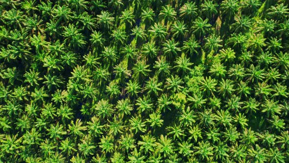 4K : Aerial view over the large palm oil plantation