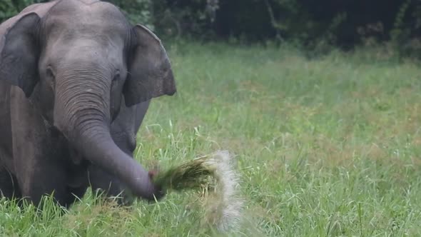 Single large bull elephant eats alone in a grassy marsh