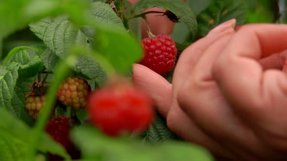 Female Hands are Picking Ripe Juicy Raspberries From the Bush