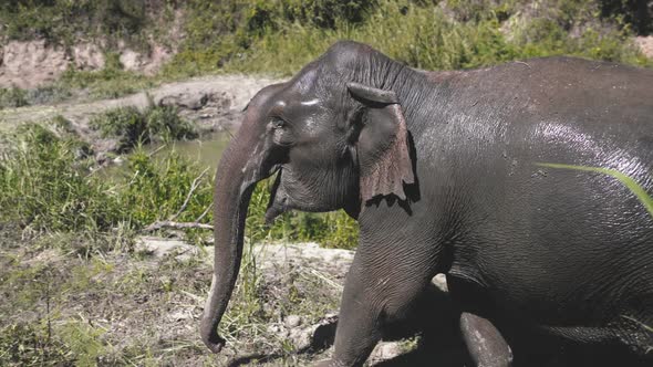 Asian Elephant Sanctuary Thailand Conservation