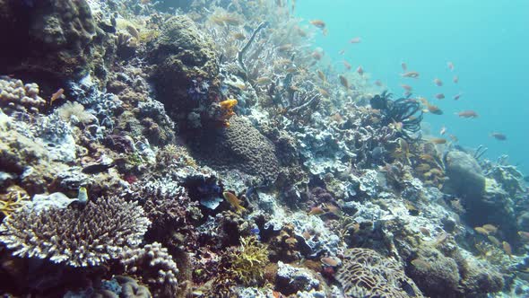 Coral Reef and Tropical Fish. Leyte, Philippines.