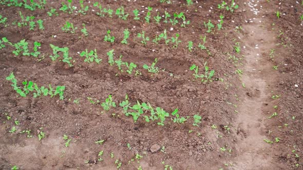 Camera Flight Over a Bed with Young Pea Shoots Growing in a Garden Bed