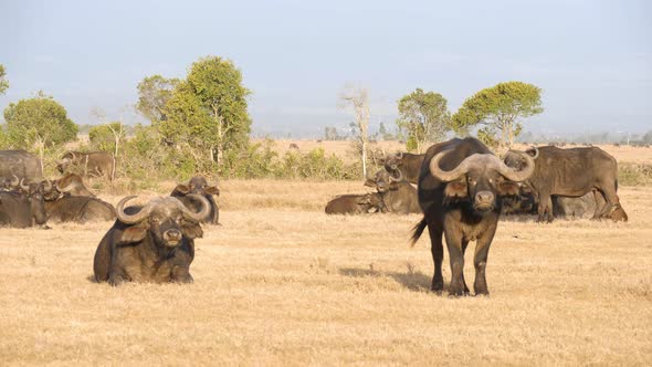 A Herd of Cape Buffalo resting on the African plains in UHD