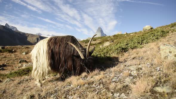Picturesque View of Matterhorn Cervino Peak and Blackneck Goats