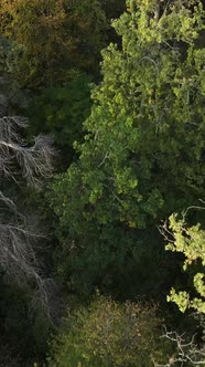 Aerial View of Trees in the Forest